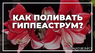 Как поливать гиппеаструм? | toNature.Info