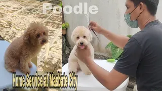 Home Service Grooming   at  Masbate City -Poodle bear cut