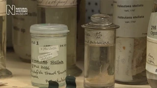 Pickle jars and precious specimens in the Spirit Collection | Natural History Museum