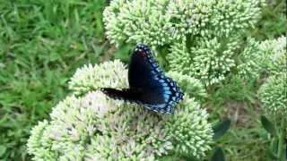 Garden Butterfly: Limenitis Arthemis Astyanax (Black and Blue Wings)