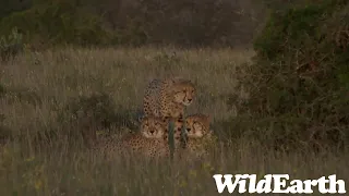 WildEarth - Sunset Safari - 09 Sep 2022