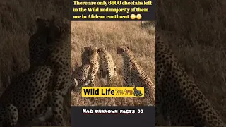 #youtube shorts#cheetah#wildlife#african wildlife#cheetah to india#cheetah reintroduced in india