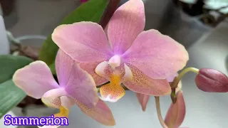 Цвітіння орхідей в квітні 2024 року! Багато ароматної краси! ❤️🫶🏻
