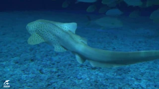 Зебровые акулы в Приморье
