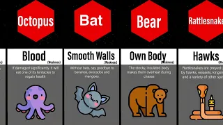 Comparison- Every Animal’s Weakness