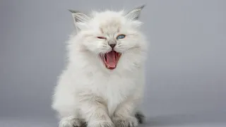 Cats😻-Cute Kittens Meowing | Cute Cat Moments