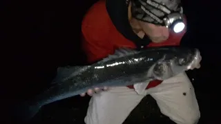 La traque du gros bar aux appats naturels de nuit...un combat exceptionnel....