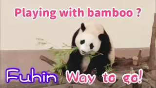 Fuhin who uses bamboo as a toy🍁🐼🍁Adventure World🐼Panda🌿Japan