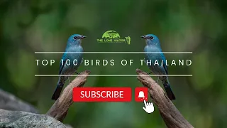 Top 100 birds of Thailand, episode one : Thailand's wildlife.