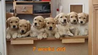 2014 Golden Retriever Puppies - 7 Weeks Old