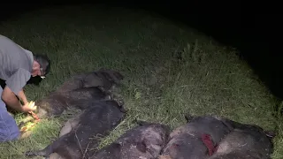 Thermal hog hunting down in Texas big sows get dropped ￼