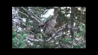 Two Grouse With One Arrow