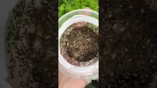 Massive Tetramorium sp. colony with multiple queens