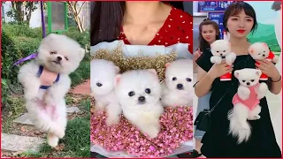 Tik Tok Chó Phốc Sóc Mini Funny and Cute Pomeranian #12