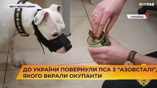 👍🐶  До України повернули пса з “Азовсталі”, якого вкрали окупанти