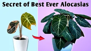 Use This for Best Every Alocasia Plant// Alocasia Potting Soil// Alocasia Plant Care Indoor