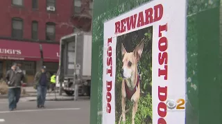 Couple Blames Popular Dog Walking Service For Lost Chihuahua