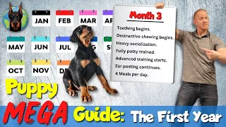 Doberman Puppy 101: What to Expect Each Month Raising a Doberman