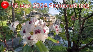 🌸15 мая 2024 гуляем в Японском саду в парке Галицкого.