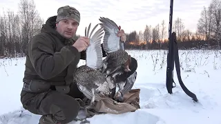 ОХОТА НА ТЕТЕРЕВА С ЛУНОК. НАСТУПИЛ НА ОГРОМНУЮ СТАЮ ПТИЦ,  ПАТРОНЫ ЗАКОНЧИЛИСЬ.Franchi Affinity One