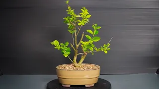 Making Bonsai from nursery stock - 1