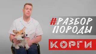 ПОРОДА КОРГИ! Особенности! Как кормить? Как ухаживать?