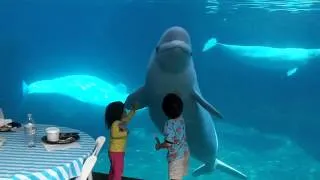 Beluga whales and 2 kids