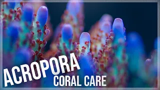 Fundamentals of Acropora Coral Care | SPS