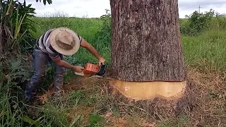 Esse vamos serrar tudo no mourão e na lasca .