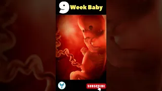 Baby ❤️🥰 | 9 Weeks baby in mother's womb | Fetal development week by week | Pregnancy |