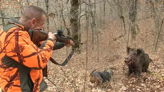 Hunting Serbia-Wild boar hunting | Lov divlje svinje planina Besna Kobila Vranje|Caccia ai cinghiali