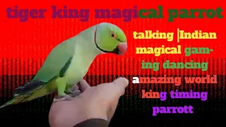 talking magical |ringneck Indian king  |of world best  |tiger| parrott amazing beautiful wenderfull