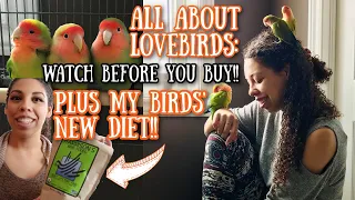 All About Love Birds: what you need to know before you buy one