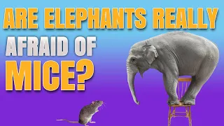 Are elephants really afraid of mice? - THE TRUTH REVEALED...
