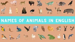 Learn Animal Names in English (Easy!) #learnlanguages #learnenglish #english #englishanimal