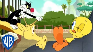 Looney Tunes po polsku 🇵🇱 | Tweety w Zoo | WB Kids