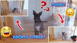 Mi Perro Reacciona al "INVISIBLE CHALLENGE"/ Retos Lana/ Funny Dogs