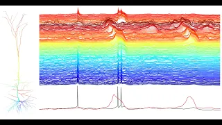 Single Cortical Neurons as Deep Artificial Neural Networks: Dendritic Voltages during simulation