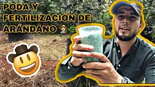 PODA Y FERTILIZACIÓN DE ARÁNDANO.