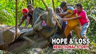 Hope & Loss:  Wildlife Officers Battle to Save an Injured Elephant (Emotional Story)