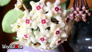 Satisfying Hoya Mathilde Blooming Timelapse || WooGlobe