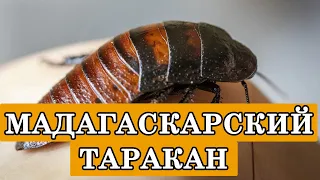 Мадагаскарский таракан домашний. Наши большие тараканы шипуны