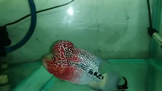 SRD Flower horn fish