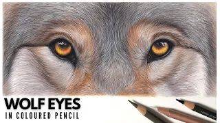 Drawing Wolf Eyes in Coloured Pencil | Realistic Pencil Drawing | Coloured Pencil Artist