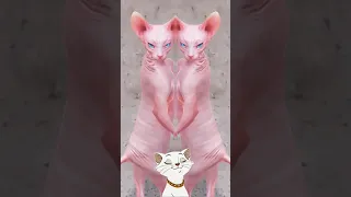 sphynx cat 😻 #shorts #cat #dance #dog #pets #sphynx