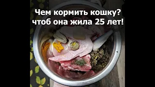 Как правильно кормить кошку? Натуральное питание кошек.