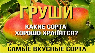 Самые ВКУСНЫЕ СОРТА ГРУШИ. Какие сорта хорошо хранятся? заказать саженцы от Агро-маркет24