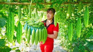 Harvesting Bitter Gourd Goes To Market Sell - Buy Net Around The Chickens | Tiểu Vân Daily Life