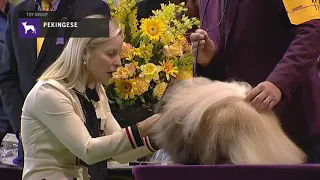 Pekingese | Breed Judging 2019