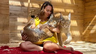 THE KITTEN RETURNED HOME / Lynxes burst into tears when they saw me / About the castration of Mara
